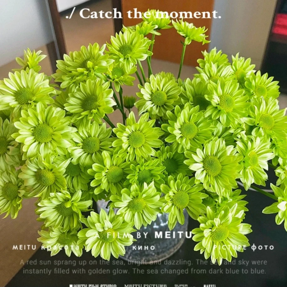 绿精灵 小雏菊 东北基地新鲜直采