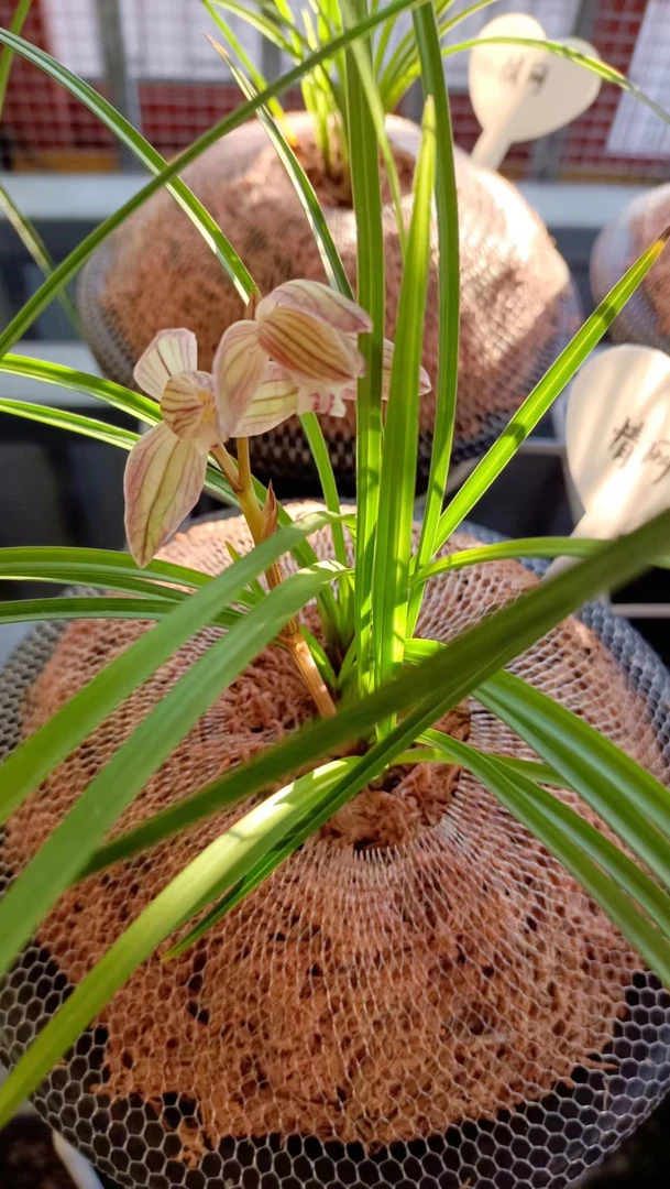 云南莲瓣兰一物一拍