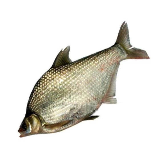 鲜活鳊鱼一条（约600g）默认宰杀