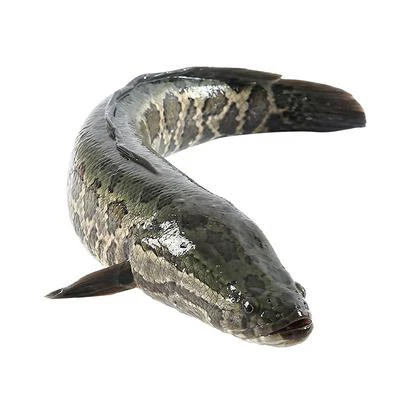 鲜活黑鱼一条（约1200 g）默认专业切片   方便