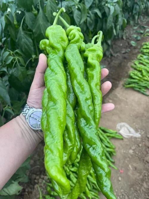 螺丝椒（300g）辣度适中皮薄口感好