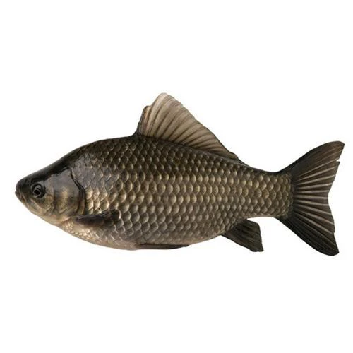 鲜活鲫鱼一条（约550g）默认宰杀