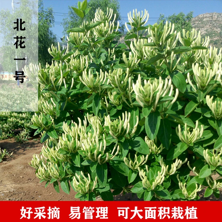 金银花树苗 北花一号金银花 可食用 可药用 爬藤植物盆栽 耐寒