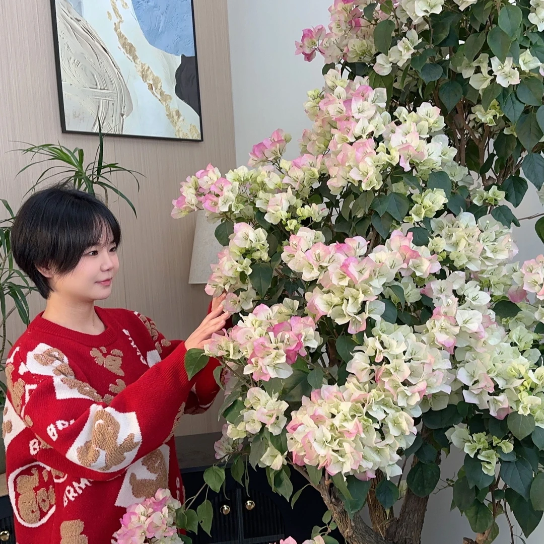 【三角梅】鲜花盆栽地栽大型盆栽家庭室内客厅卧室落地花卉室外绿植