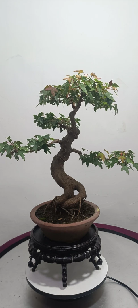 原生济州真柏，小叶女贞，对节白蜡等等