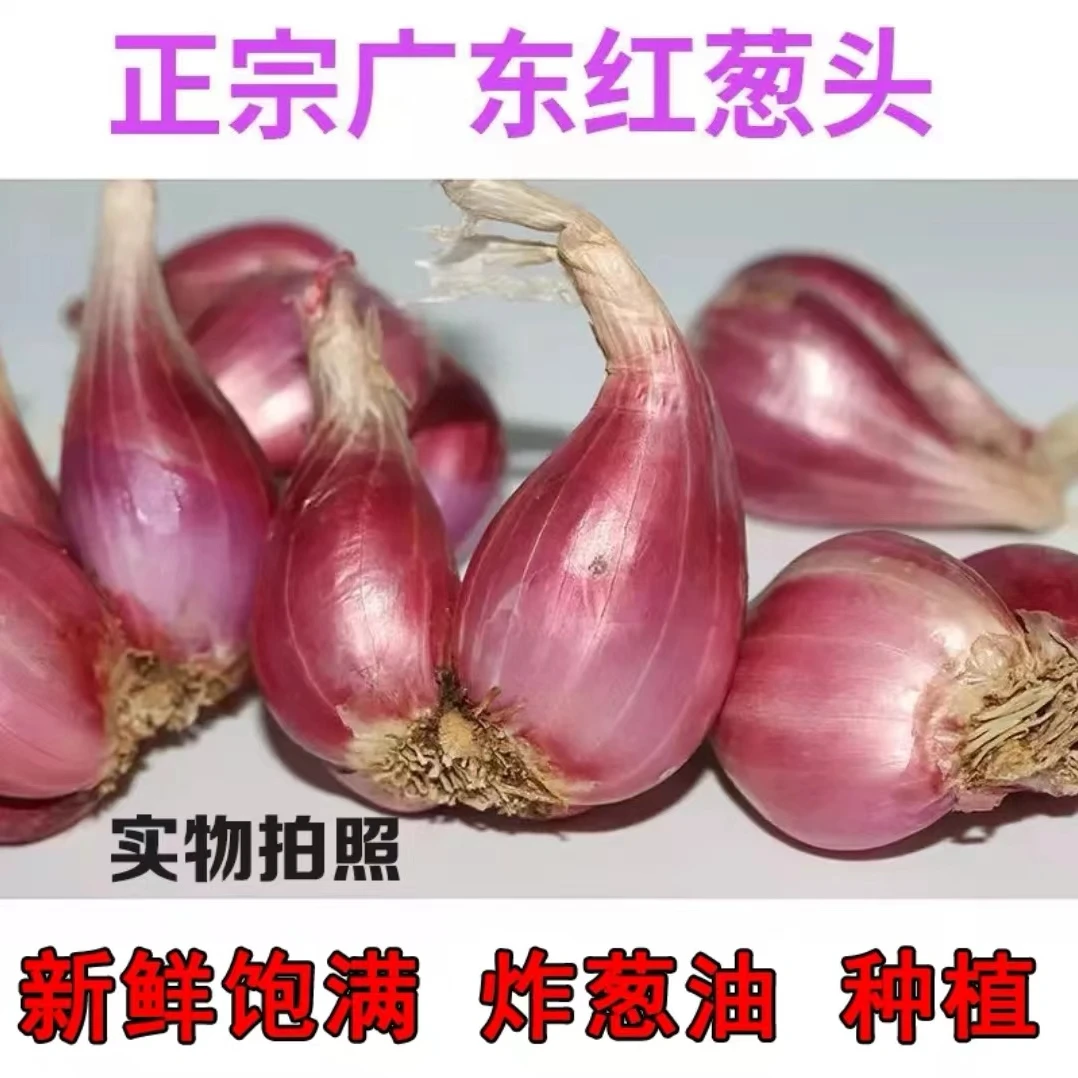 新鲜红葱头蔬菜广东红葱头小香葱干葱头可做葱油香葱酥肠粉酱包邮