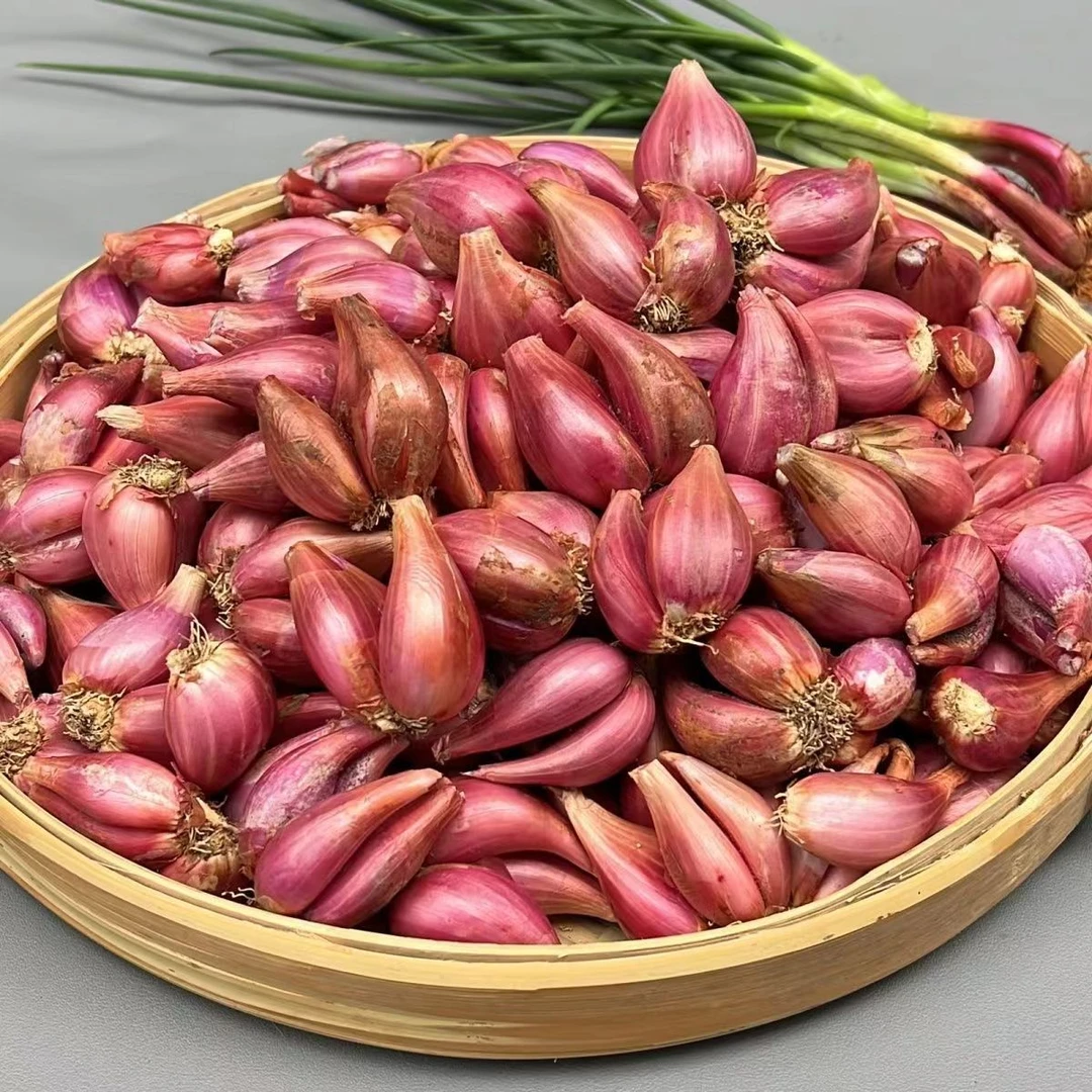 熬油红葱头新鲜小香葱头火葱头米干葱种榨油熬油种植自产坏果包赔