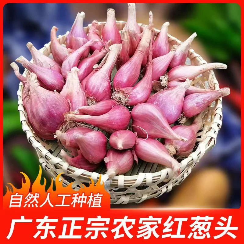 【可吃可种】红葱头种四季葱头干新鲜葱头花盆栽红葱头火葱种子葱头