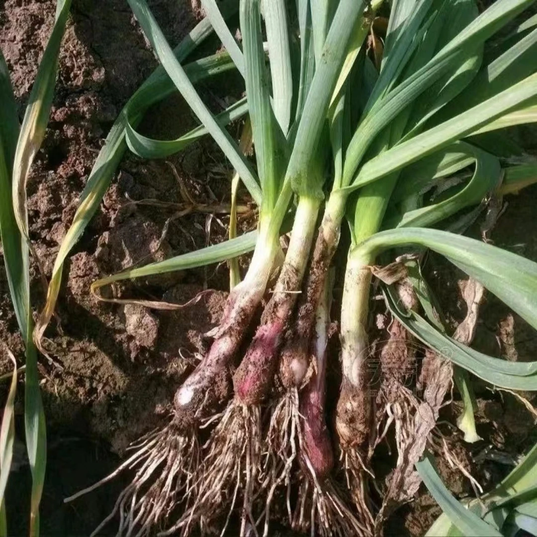 四川农家土蒜种红皮蒜瓣种中熟蒜香蒜苗二水早硬叶红杆出苔种蒜籽