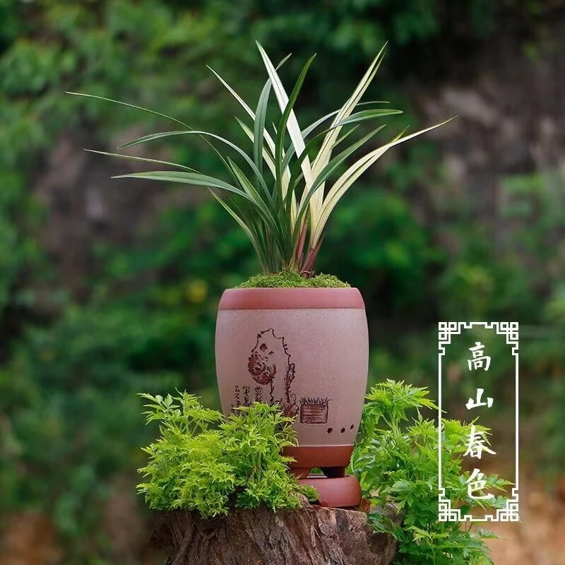 四季兰高山春色兰花花卉建兰黄色栽培夏季黄色栽培夏季绿色花香
