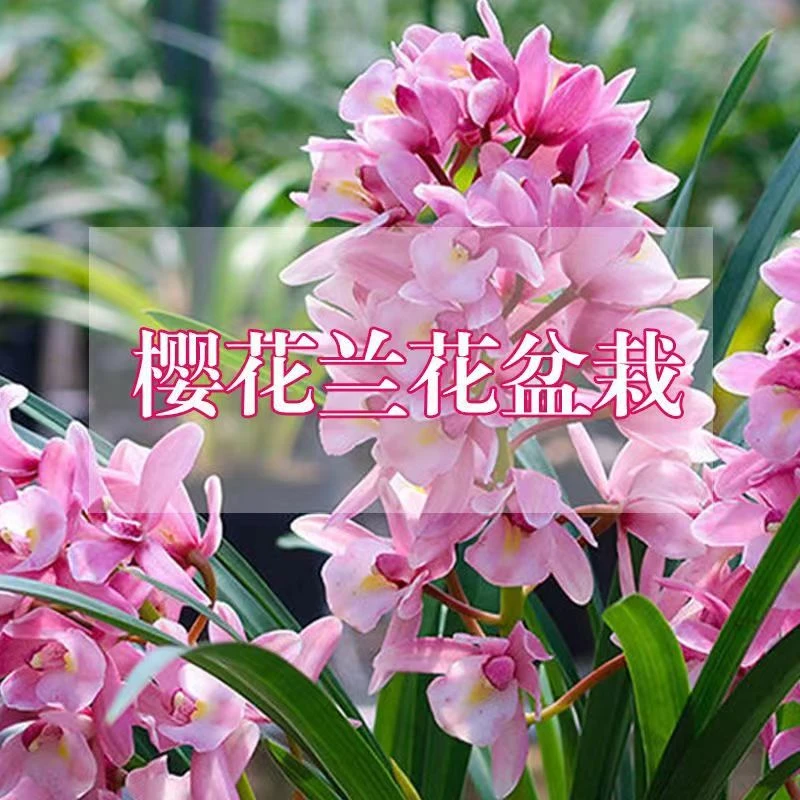 浓香型四季兰樱花源头兰花基地直发净化空气功能耐养耐活