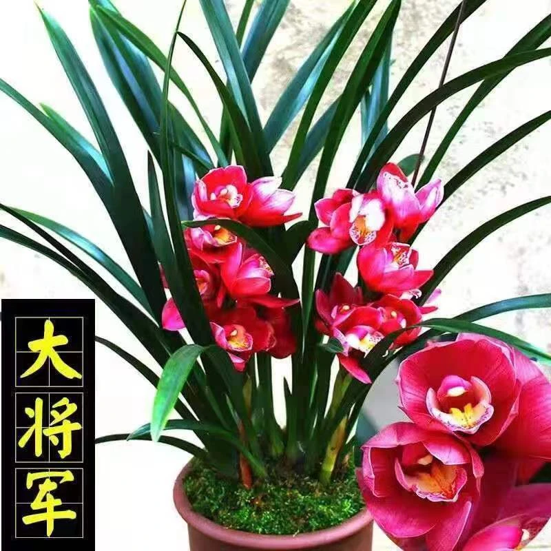 四季兰红花大将军阳台好养易成活室内绿植花卉带花苞