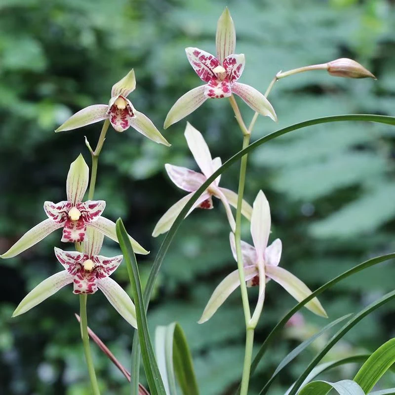 宝岛仙女兰花苗名贵建兰四季兰兰草盆栽室内花卉好养浓香
