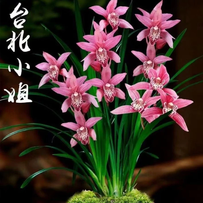 建兰四季兰【台北小姐】 兰花绿植花卉粉色栽培室内办公室好养