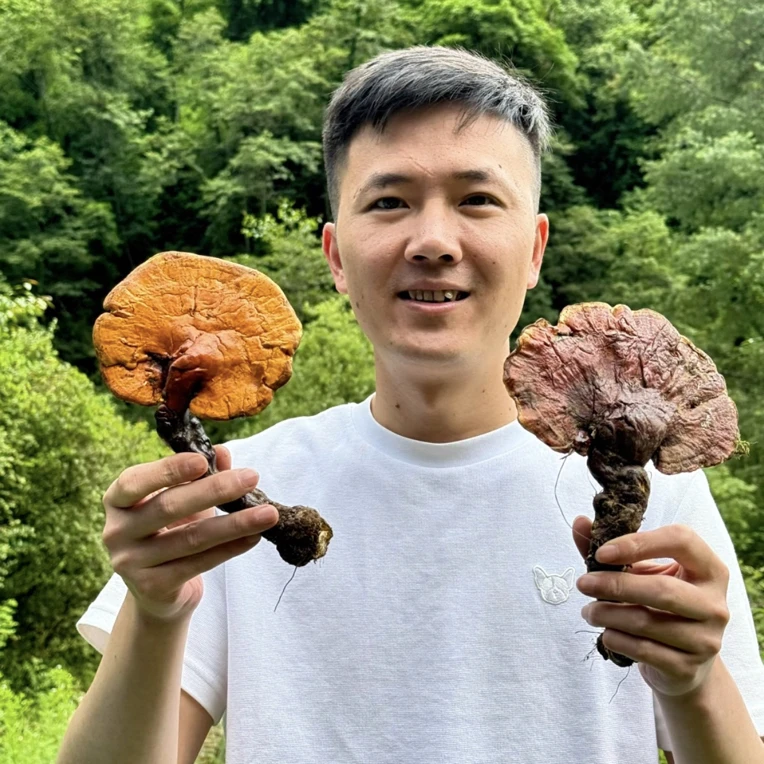 【西藏收货】西藏波密山货白心白肉赤灵芝