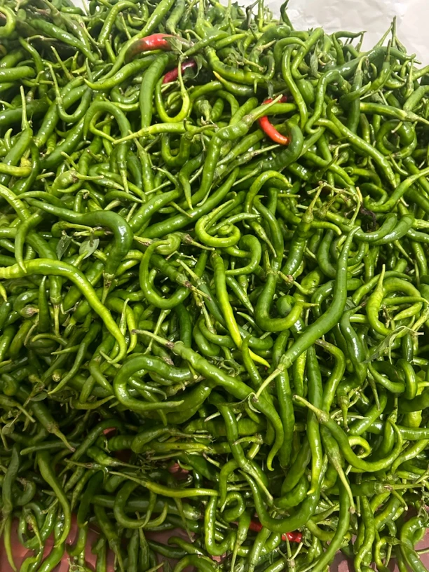 贵州高山路天渔秋辣椒