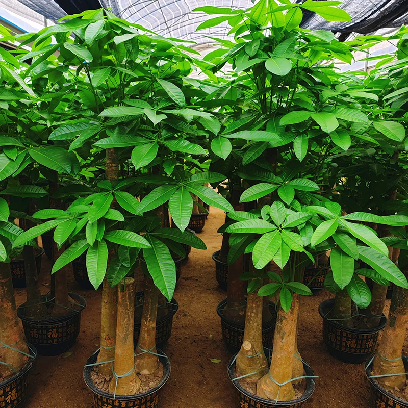 正宗发财树三杆特大号大棵客厅绿植大型高档植物室内办公室开业