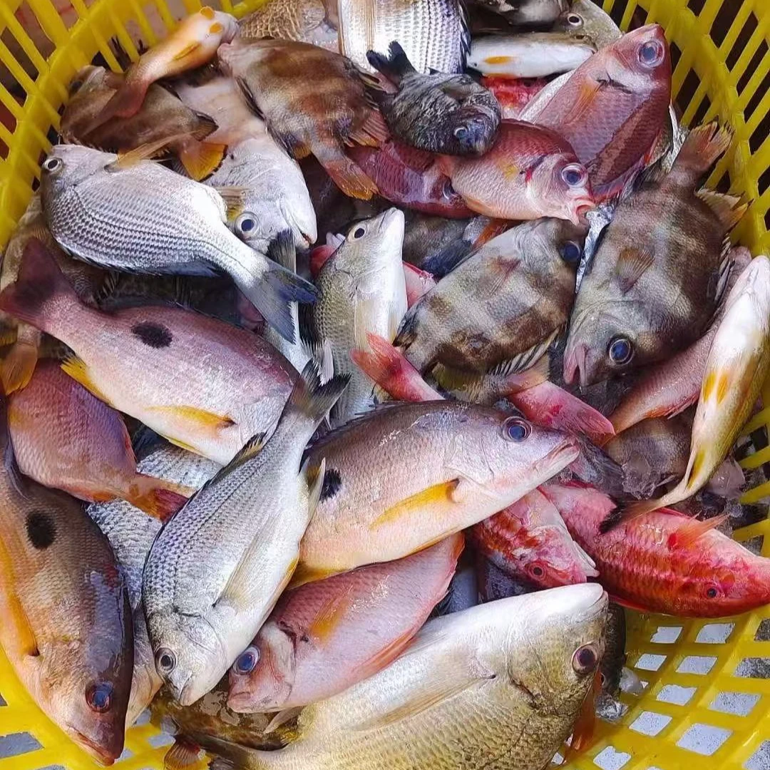 小船海浦 野生杂鱼