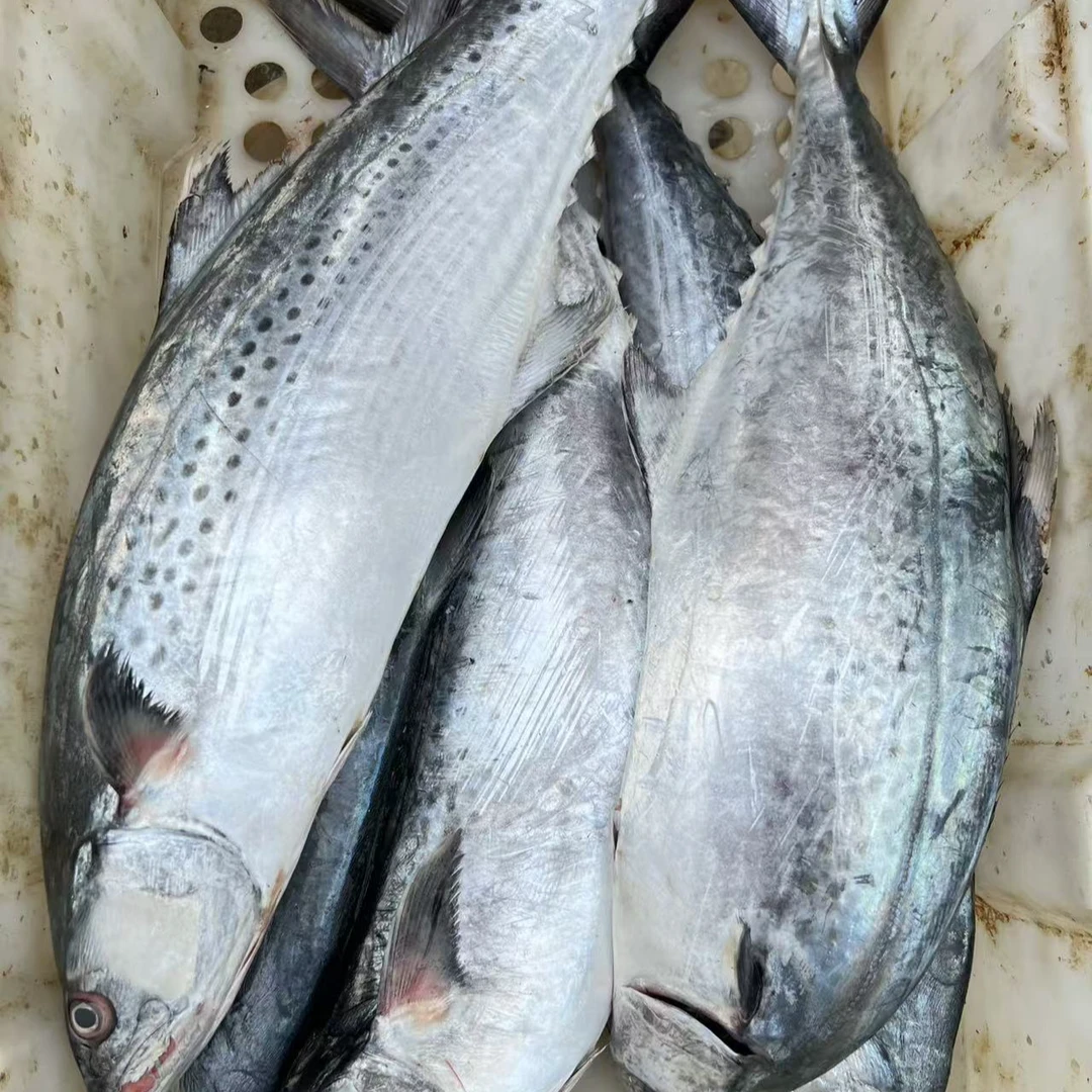 北部湾 生海马鲛鱼