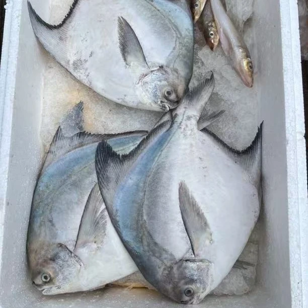 北部湾 野生大白鲳鱼