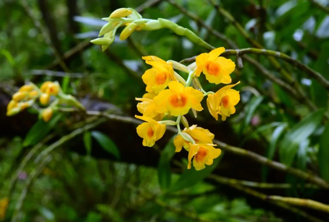直播间专属链接，一物一拍、各样花色，自己下单默认发枝条一根枝条