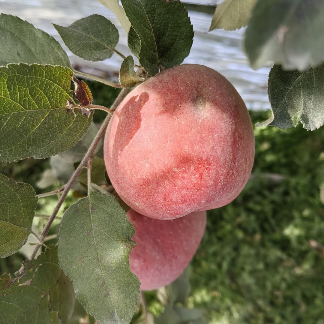 助农果正宗阿克苏冰糖心苹果产地直发现摘轻微冰雹果