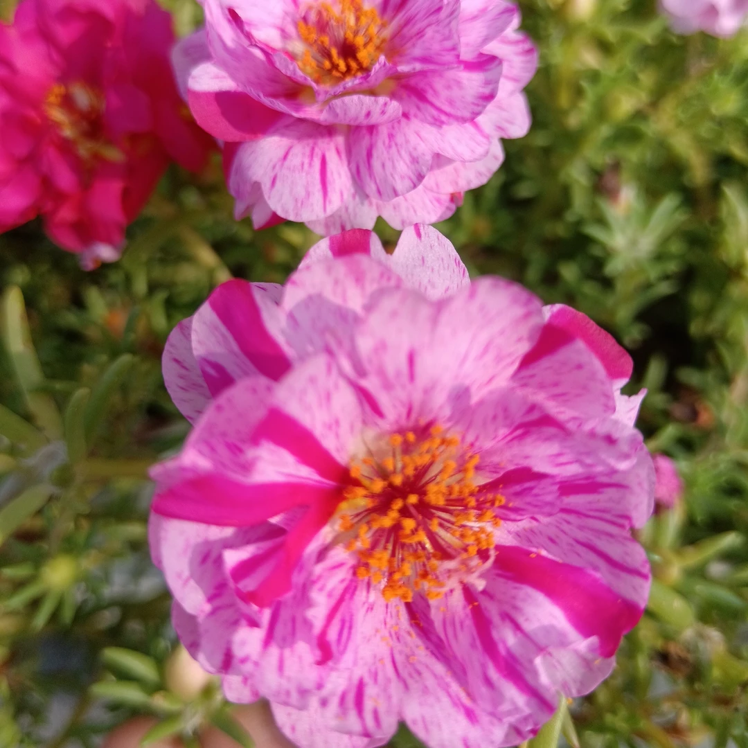 籽播太阳花小苗带根，裸根或者带土球发货，直播间一物一拍，无售后