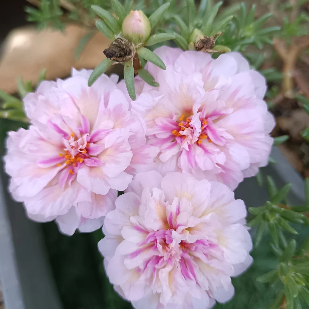 籽播重瓣稀有色枝条，10个颜色，每个颜色1—2根，一共12个枝条