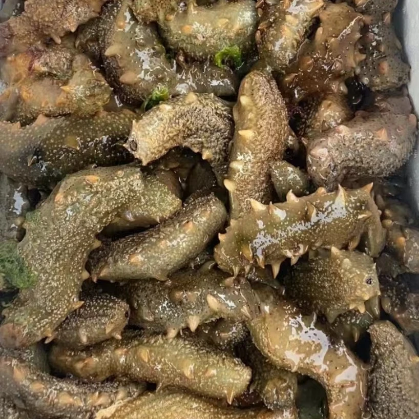 深海底播冻煮海参