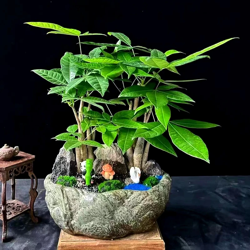 丛林发财树{陶瓷工艺盆造景发财树}