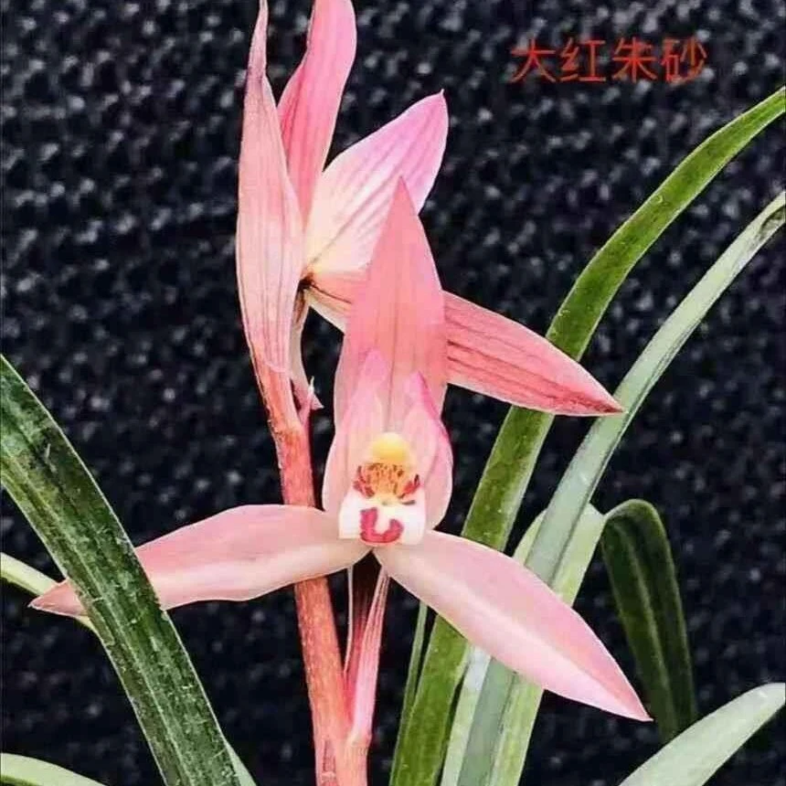 绿兰新种直播间价