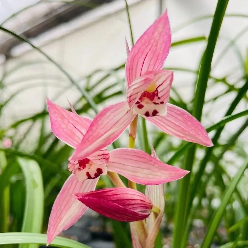 君洁兰苑兰花拍品链接切花