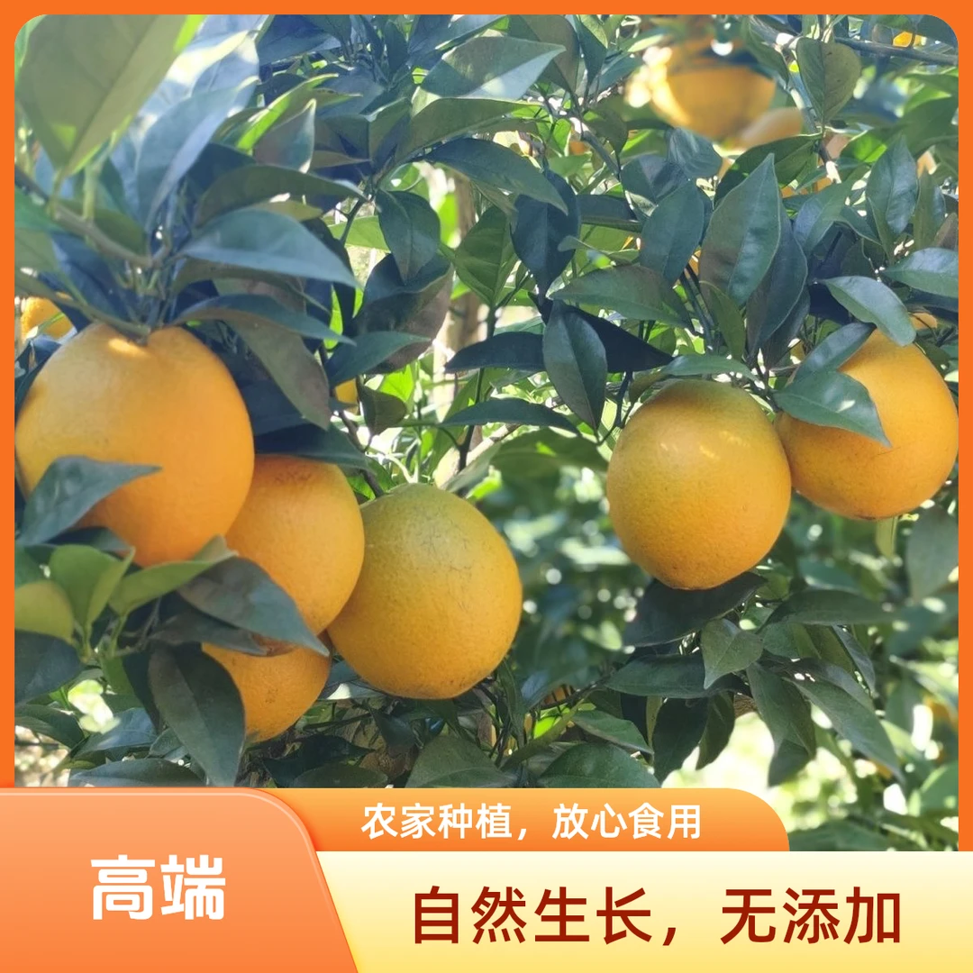 正宗赣南脐橙原产地直供 口感绝佳 新鲜直达 营养健康 甜度爆