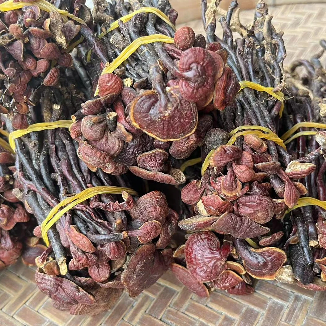 【灵芝王】正品海南道地产区 2025头茬新货 无硫煮水养生