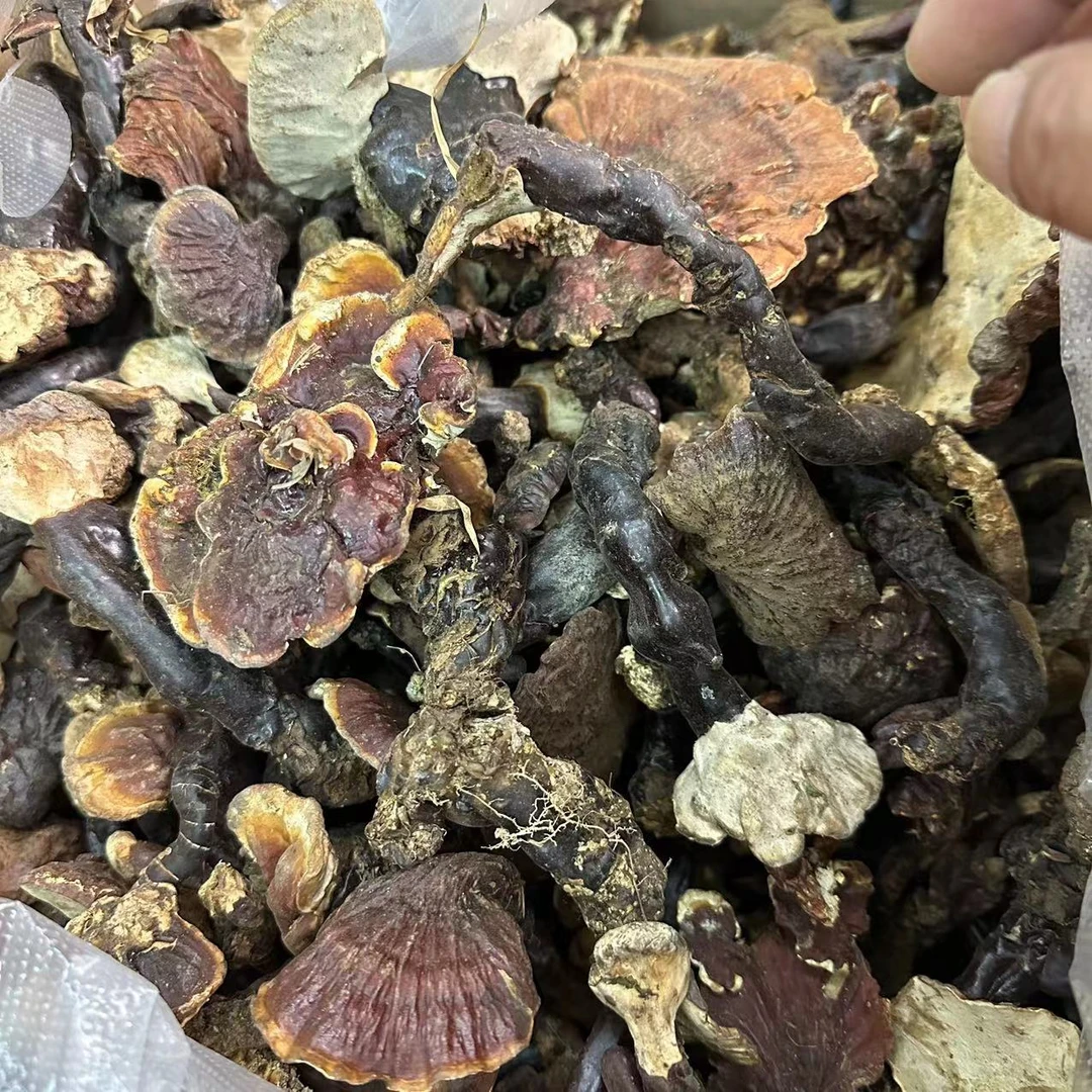 【白玉灵芝】正品西藏波蜜野生白芯白玉灵芝