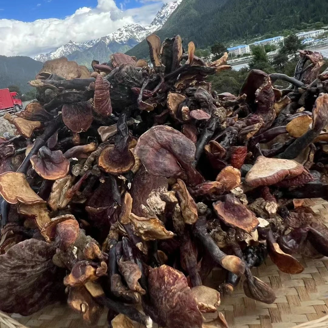 【白肉灵芝】西藏波密野生白芯白肉灵芝