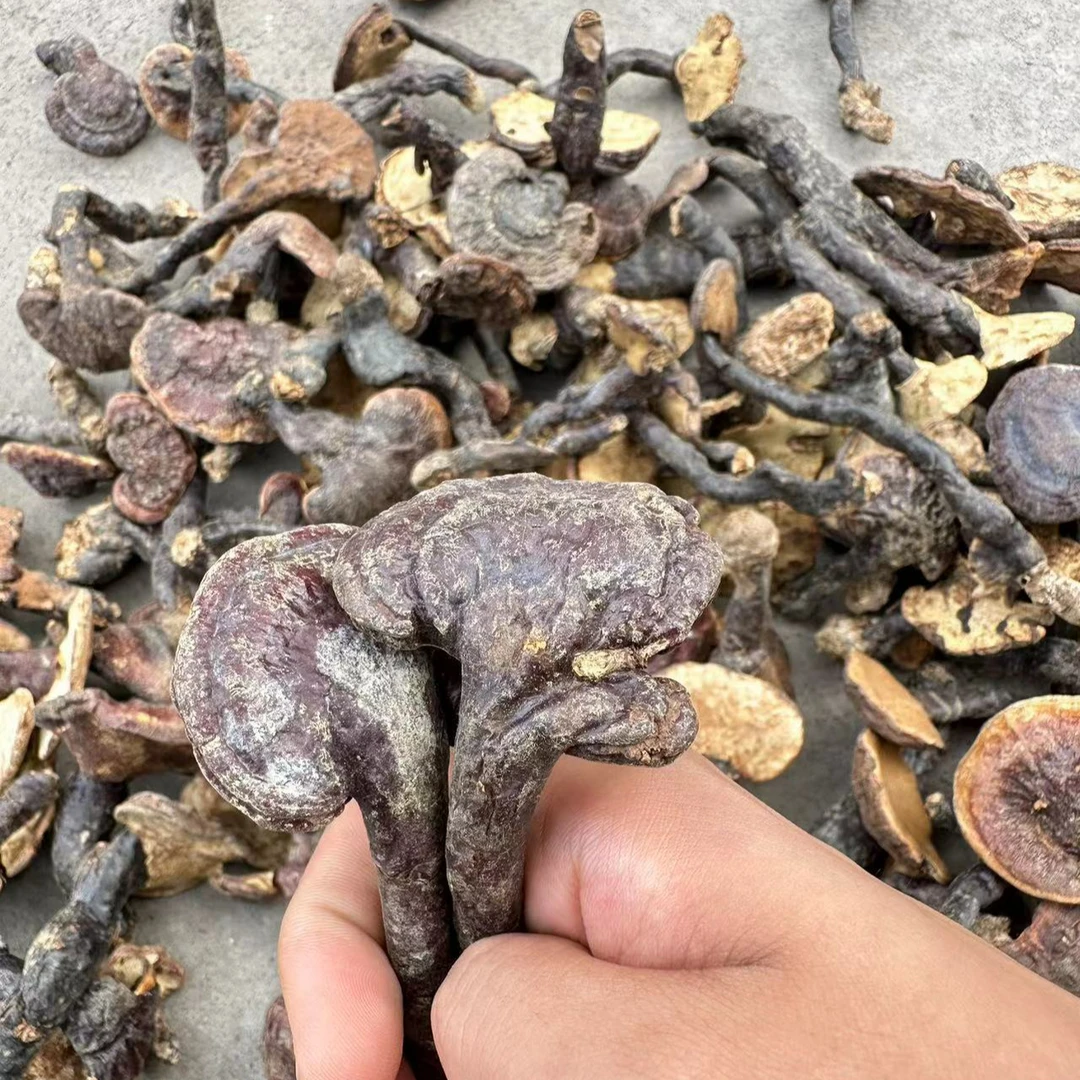 【贵州赤灵芝】贵州精选无硫赤灵芝煮水 煲汤 养生
