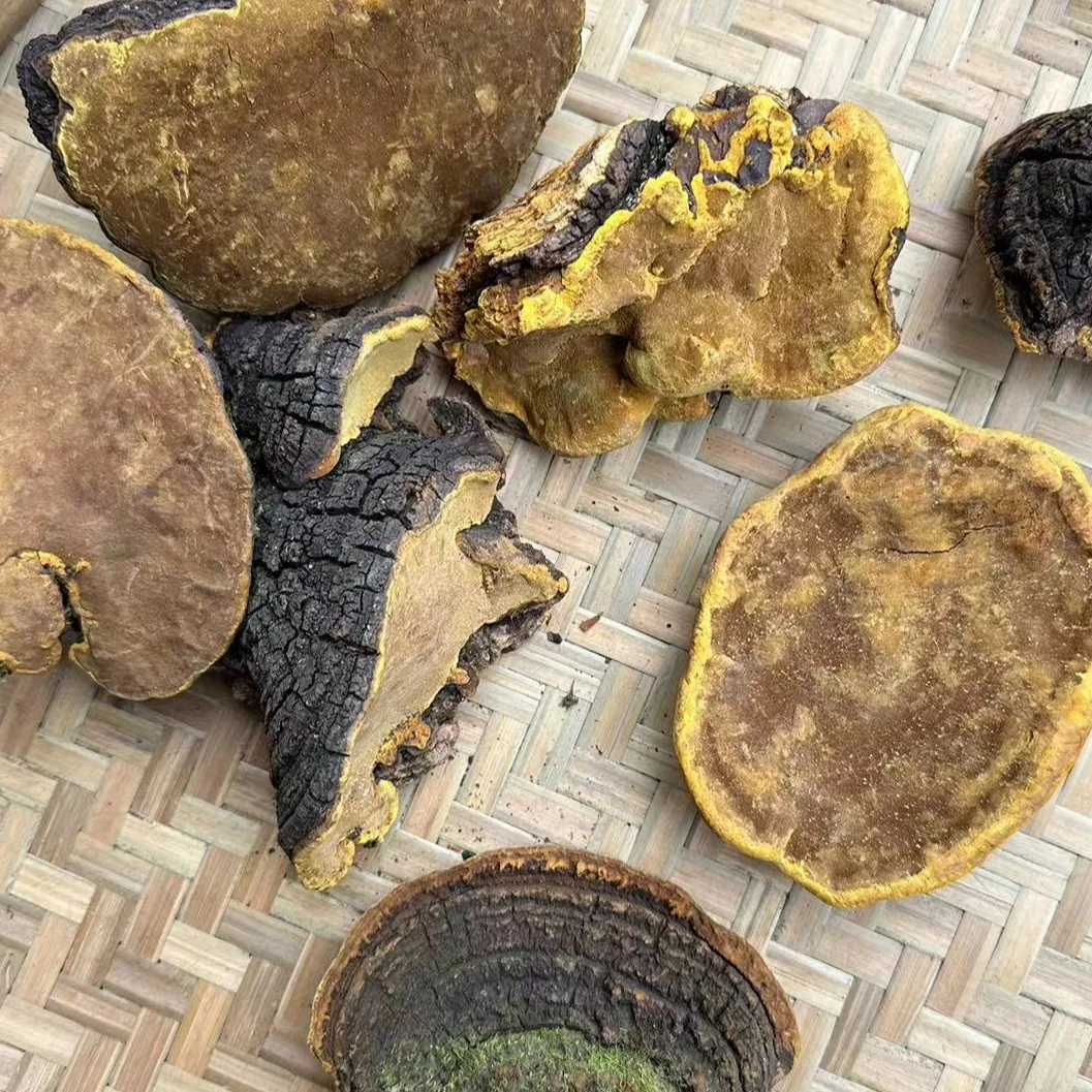 【桑树桑黄】改价上称 一物一拍 正宗西藏桑树桑黄 煮水 煲汤 养生