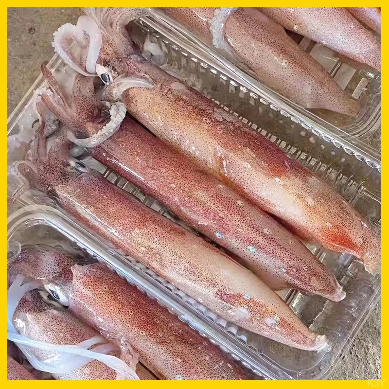 【两盒装】刺身级手钓中管东山岛鱿鱼乌贼活冻火箭管枪鱿鱼新鲜笔管