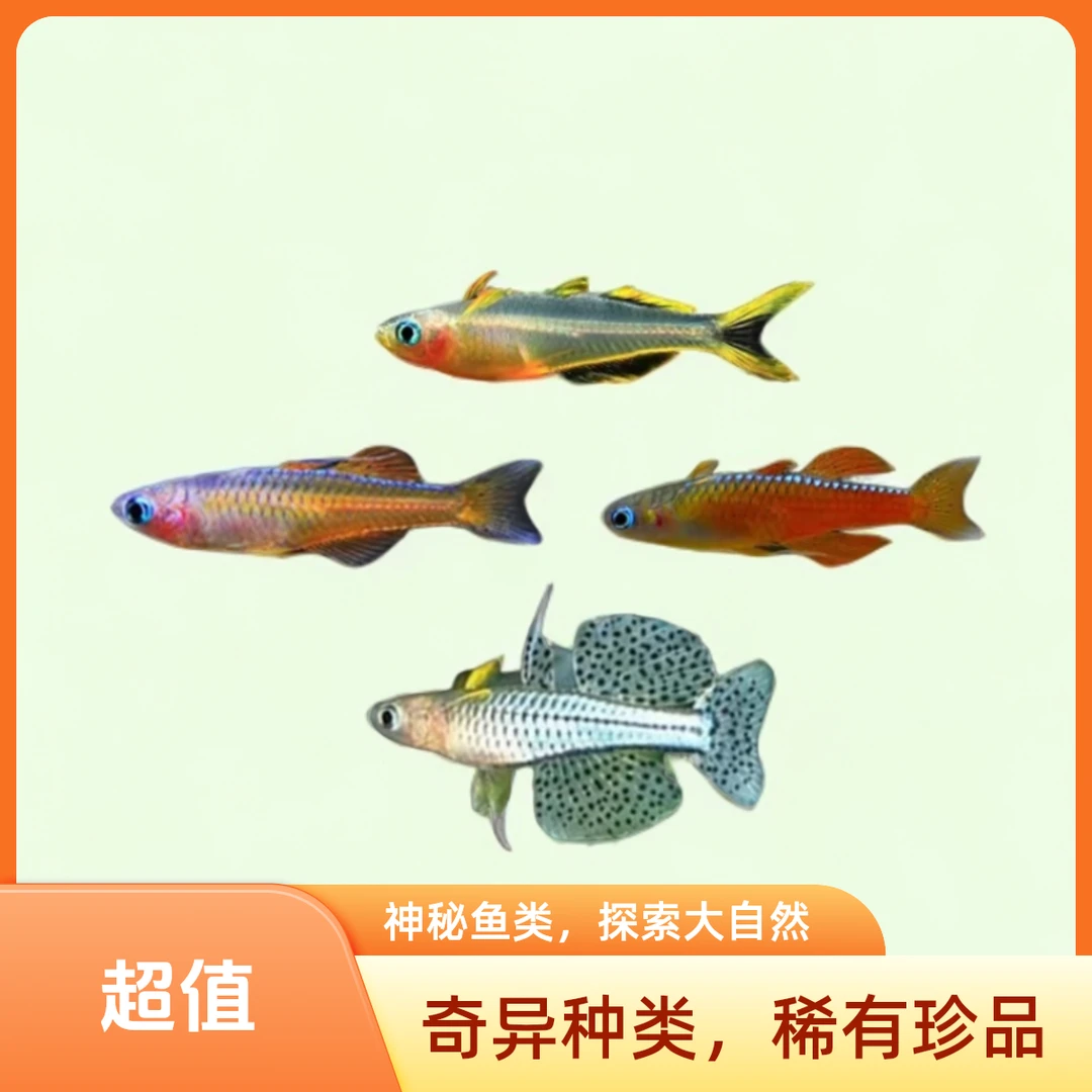 霓虹燕子 珍珠燕子 橘红燕子 活体鱼 灯科鱼 热带鱼 淡水鱼小型鱼