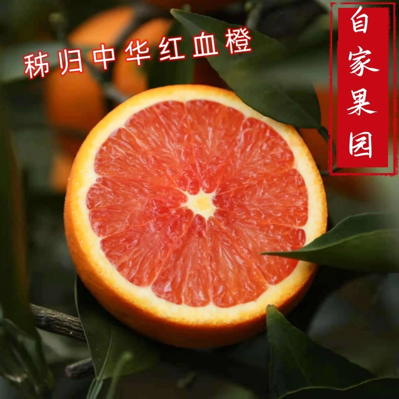 秭归中华红肉脐橙/红橙/自家橙园新鲜现摘现发5-9斤/品种个头不大