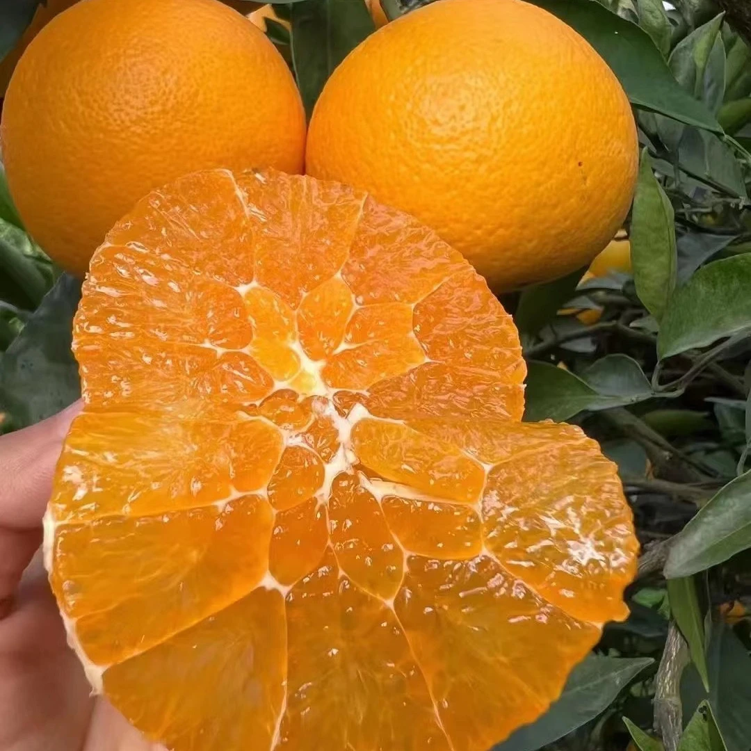 秭归江边九月红/三峡补丁橙/果园直采直发/个头不大/5斤坏果包赔