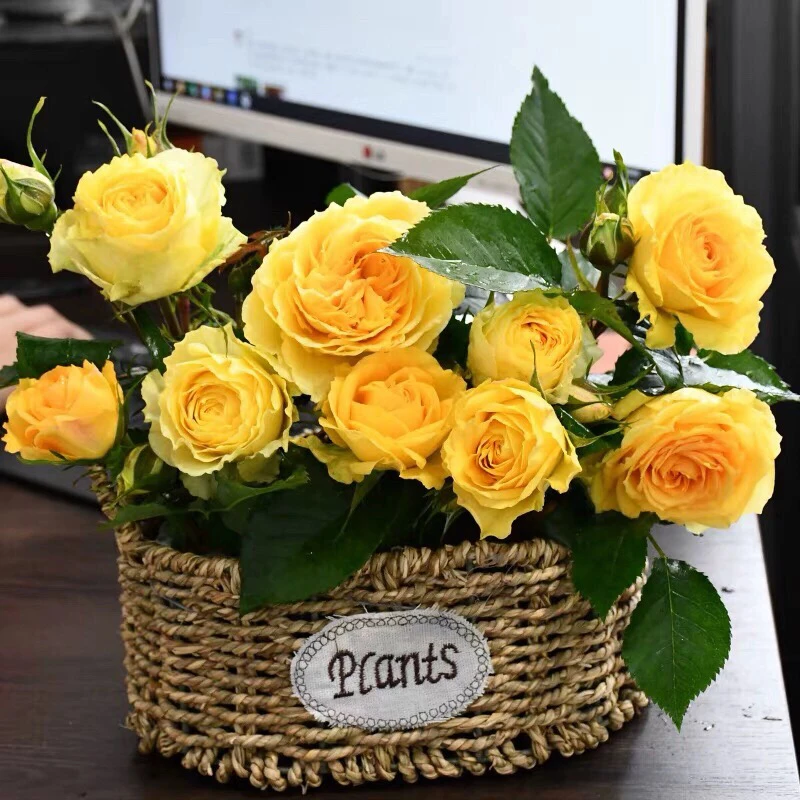 狮子座嫁接棒棒糖树状月季阳台盆栽庭院地栽耐旱耐寒抗病勤花植物