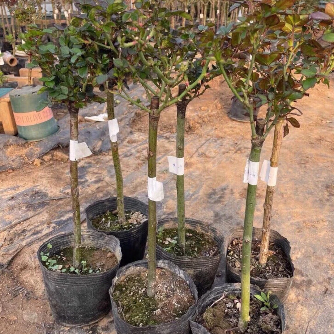 3颗棒棒糖大花浓香四季灌木花卉植物庭院树桩