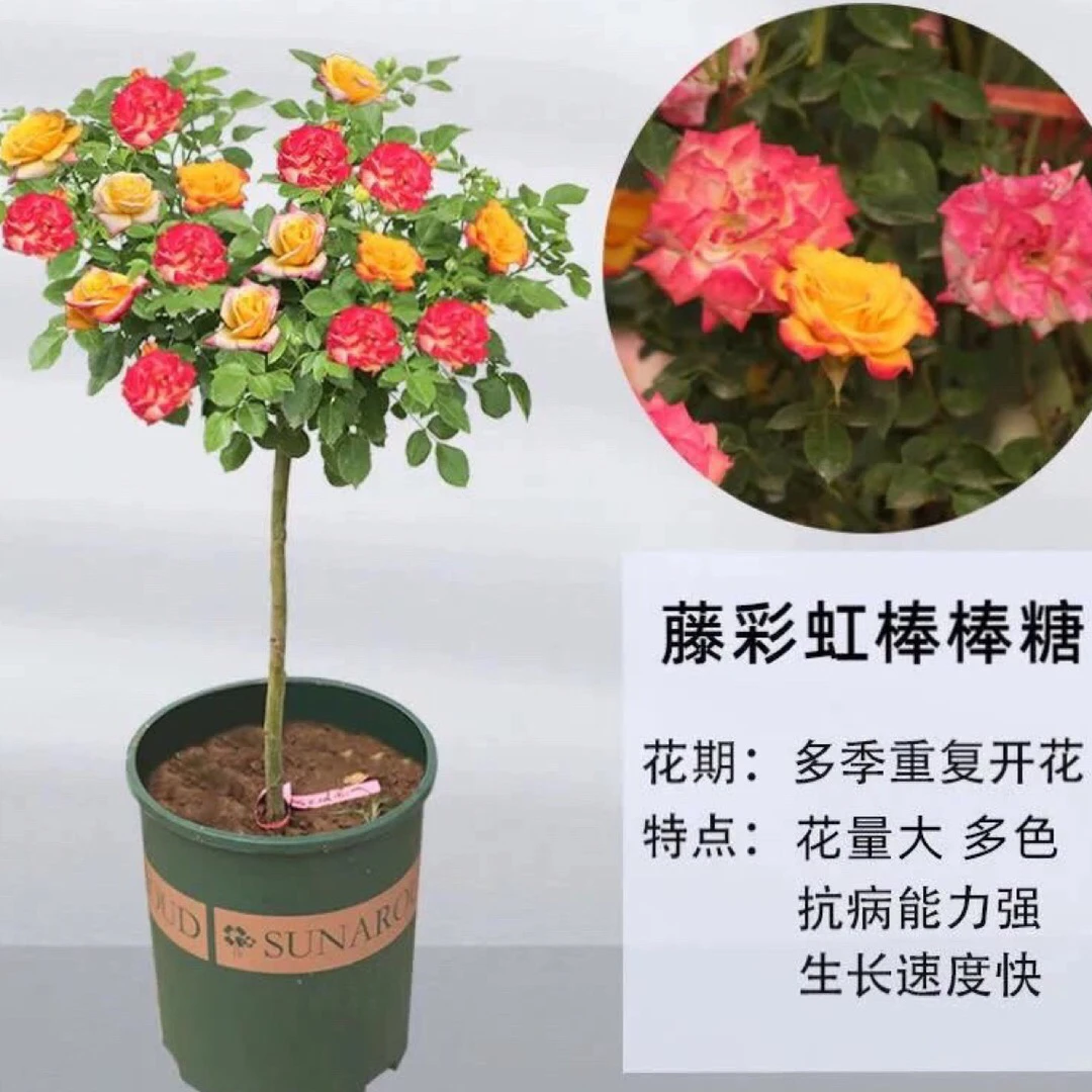 藤彩虹月季花苗特大变色花四季开花棒棒糖嫁接树状月季带土球发货