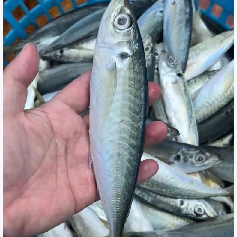 巴浪鱼竹夹鱼海捕新鲜