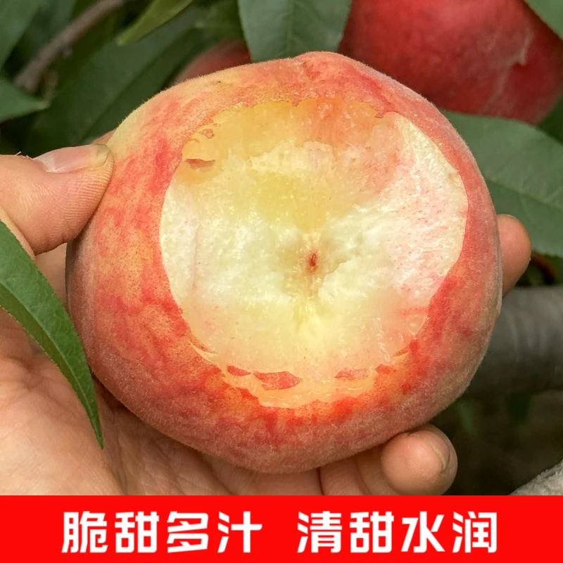 四川脆甜水蜜桃 新鲜桃子毛桃脆桃应季孕妇水果现摘现发 1-5斤