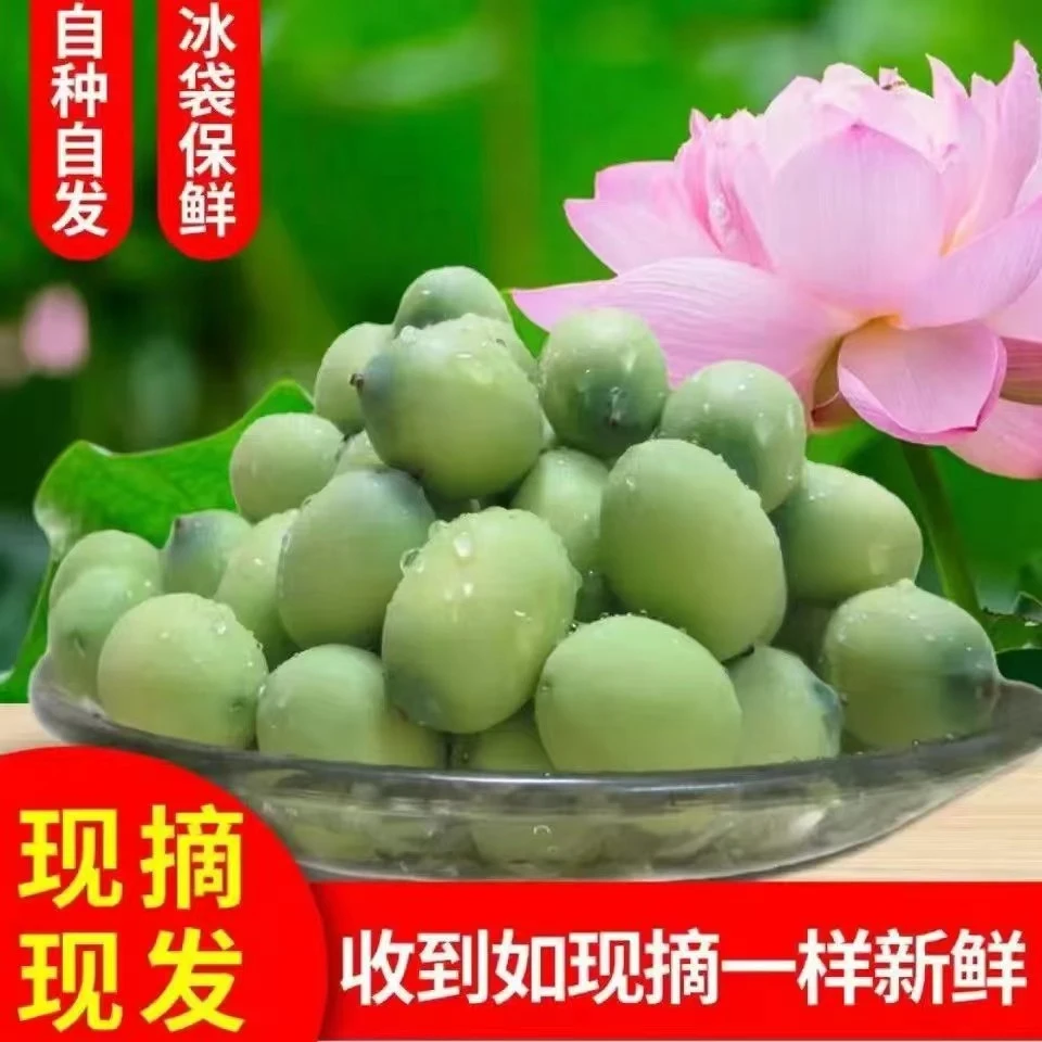 现摘莲蓬新鲜莲子鲜莲蓬 湖南嫩莲子生吃农家现剥青莲子