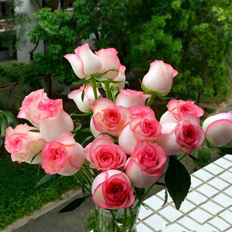 爱莎艾莎玫瑰花鲜花花束云南昆明基地直发批发家用水养真花插花