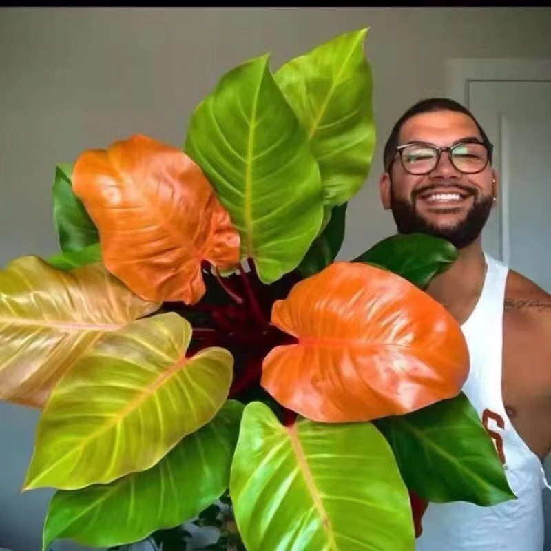 旭日东升盆栽橙色王子蔓绿绒进口新奇观叶植物红金钻吸甲醛
